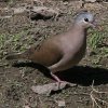 Blue-spotted Wood Dove　アオフバト