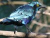 Bronzed-tailed Glossy Starling