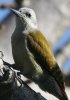 Grey Woodpecker ハイイロゲラ