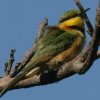 Little Bee-Eater ヒメハチクイ