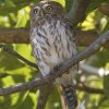 Pearl-spotted Owlet アフリカスズメフクロウ