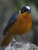 Snowy-crowned Robin Chat シロズキンツグミヒタキ
