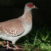 Speckled Pigeon ウロコカワラバト