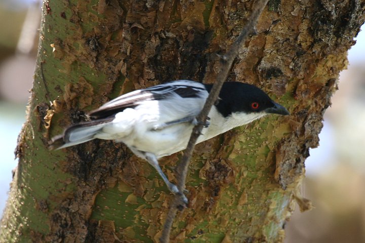 Black-backed Puffback 
