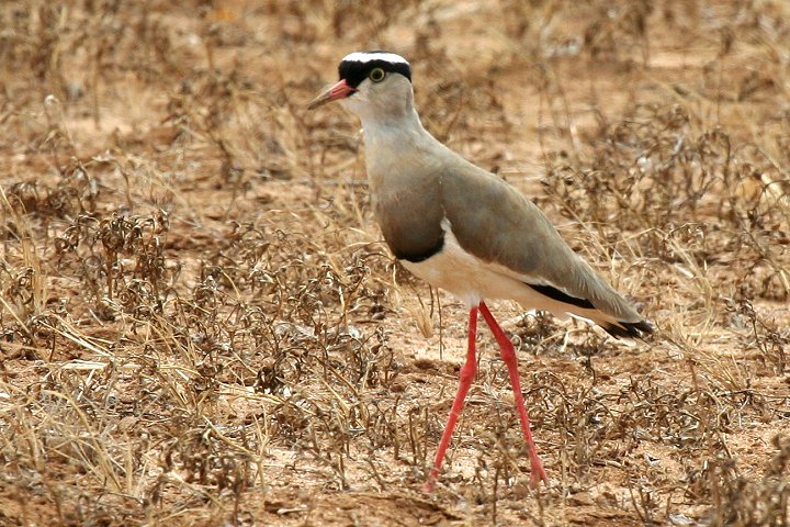 Crowend Lapwing