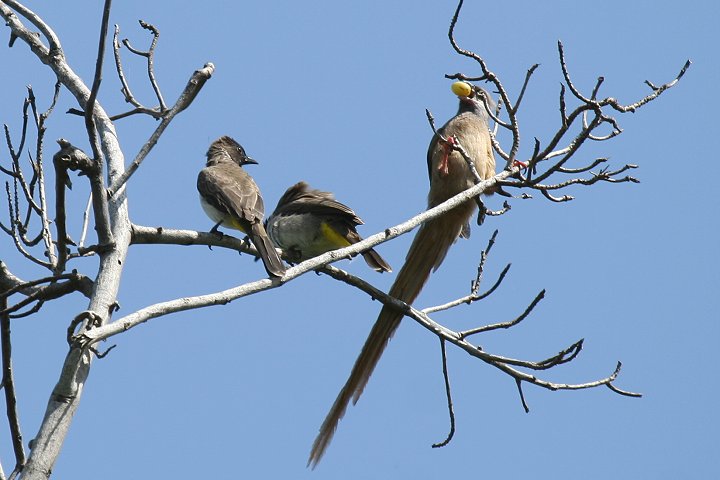 Speckled Mousebird and Common Bulbuls