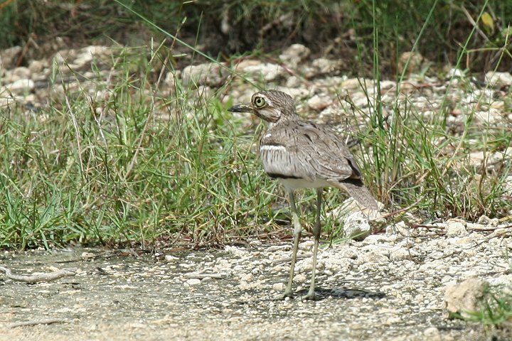 Water Thick-Knee