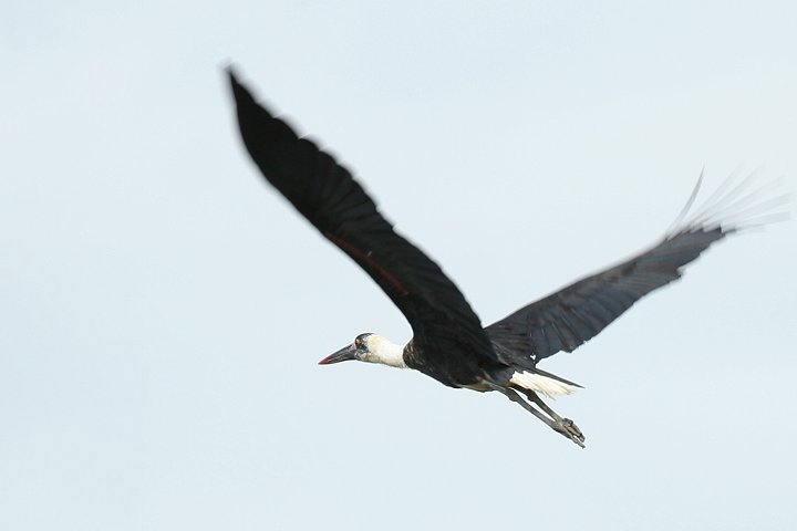 Wolly-necked Stork