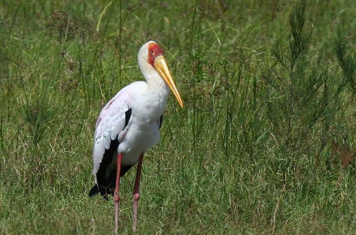 Yellow-billed Stork
