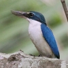 Collared Kingfisher iEVEr