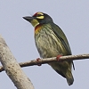 Coppersmith Barbet lAJSVLh