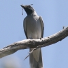 Black-faced Cuckoo-shrike オーストラリアオニサンショウクイ