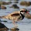 Black-fronted Dotterl カタアカチドリ