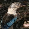 Blue-winged Kookaburra アオバネワライカワセミ