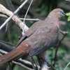 Brown Cuckoo-Dove オナガバト