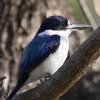 Forest Kingfisher モリショウビン