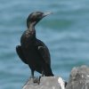 Little Black Cormorant ミナミクロヒメウ