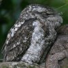 Papuan Frogmouth パプアガマグチヨタカ