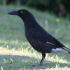 Pied Currawong フエガラス