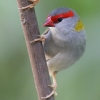 Red-browed Finch フヨウチョウ