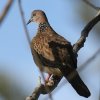 Spotted Turtle-Dove カノコバト
