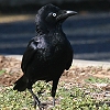 Torresian Crow ミナミガラス
