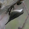 White-throated Treecreeper ノドジロキノボリ
