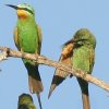 Blue-cheeked Bee-Eater ルリホオハチクイ