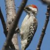 Brown-backed Woodpecker ハイビタイゲラ