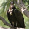 Hooded Vulture ズキンハゲワシ