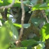 Nothern White-faced Owl アフリカオオコノハズク