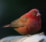 Red-billed Firefinch コウギョクチョウ