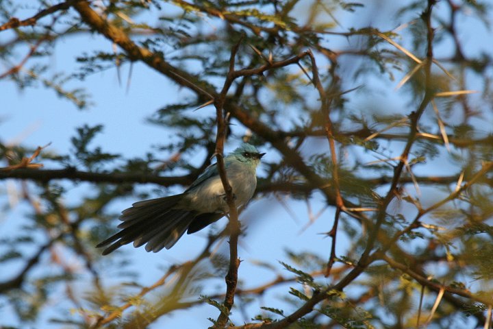 African Blue-flycatcher