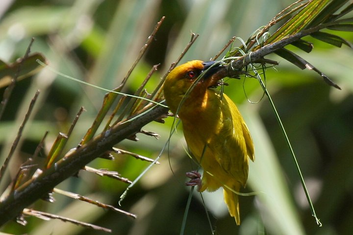 African Golden Weaver