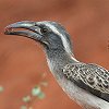 African Grey Hornbill ハイイロコサイチョウ