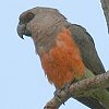 African Orange-bellied Parrot アカハラハネナガインコ