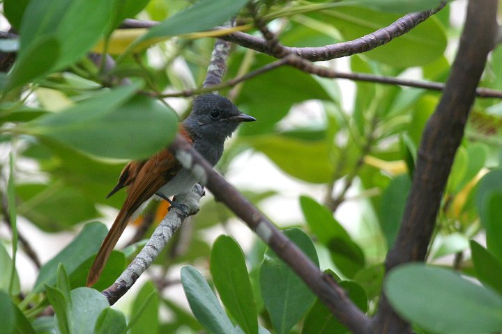 African Paradise-flycatcher