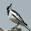 African Pied Wagtail ハジロハクセキレイ