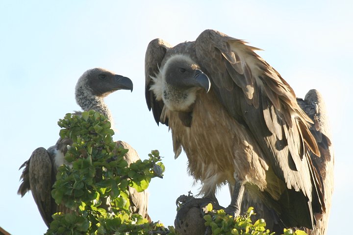 African White-backed Vultures
