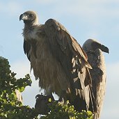African White-backed Vulture コシジロハゲワシ