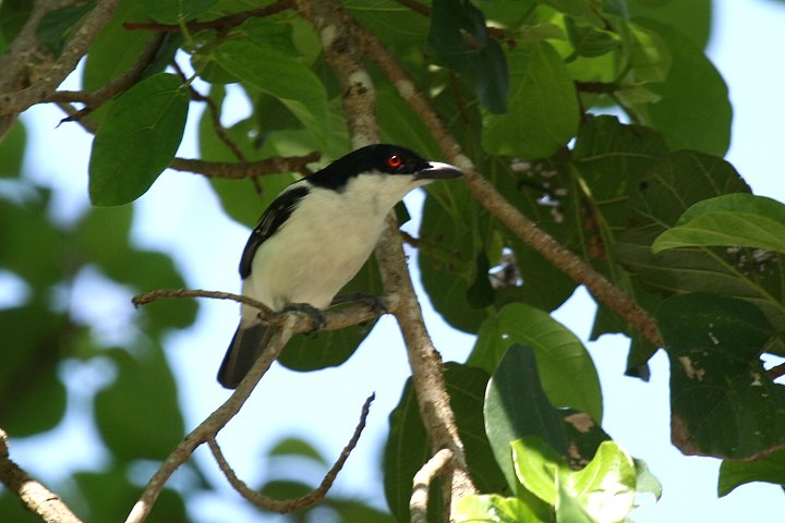 Black-backed Puffback 