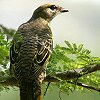 Black Cuckoo-shrike アフリカクロサンショウクイ
