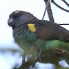 Brown Parrot ムラクモインコ