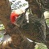 Cardinal Woodpecker アフリカコゲラ
