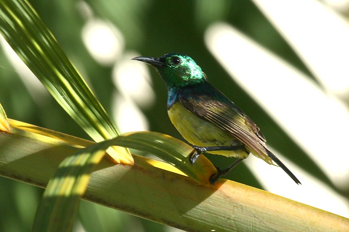 Collard Sunbird (male)