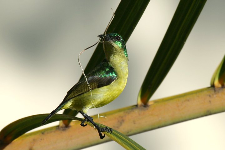 Collard Sunbird (male)