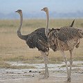 Common Ostrich　ダチョウ