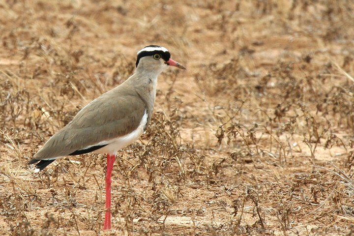 Crowend Lapwing