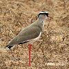Crowend Lapwing オウカンゲリ