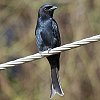 Fork-tailed Drongo クロオウチュウ